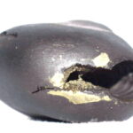 Matsya Shaligram