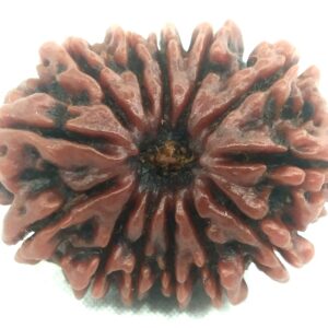 Collector 13 Mukhi Rudraksha - Nepal