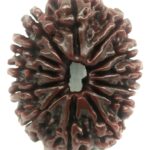 Collector 13 Mukhi Rudraksha - Nepal