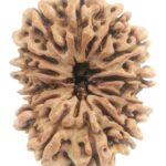 Collector 13 Mukhi Rudraksha - Nepal