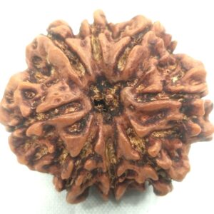 Collector Size 8 Mukhi Rudraksha - Nepal