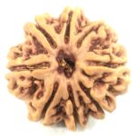 Collector Size 8 Mukhi Rudraksha - Nepal