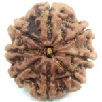 Collector Size 8 Mukhi Rudraksha - Nepal