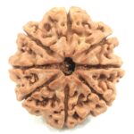 Collector Size 8 Mukhi Rudraksha - Nepal