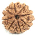 Collector Size 8 Mukhi Rudraksha - Nepal