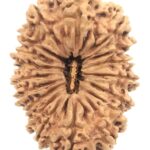 Rare Collector Size 18 Mukhi Rudraksha - Nepal