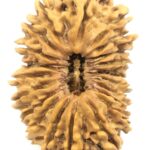 21 Mukhi Rudraksha - Collector Size - Nepal
