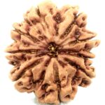 Super Collector 9 Mukhi Rudraksha - Nepal