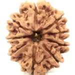 Collector 9 Mukhi Rudraksha - Nepal