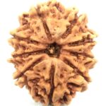 Collector 9 Mukhi Rudraksha - Nepal