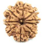 Super Collector 9 Mukhi Rudraksha - Nepal