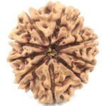 Super Collector 9 Mukhi Rudraksha - Nepal