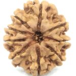 Super Collector 9 Mukhi Rudraksha - Nepal