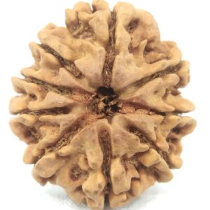 Super Collector 9 Mukhi Rudraksha - Nepal