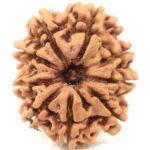 Super Collector 9 Mukhi Rudraksha - Nepal