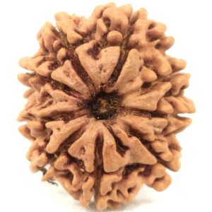 Super Collector 9 Mukhi Rudraksha - Nepal