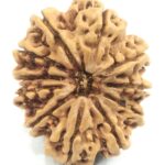 Super Collector 11 Mukhi Rudraksha - Nepal
