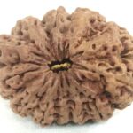 Super Collector 12 Mukhi Rudraksha - Nepal
