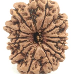 Super Collector 12 Mukhi Rudraksha - Nepal