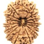 Super Collector 15 Mukhi Rudraksha - Nepal