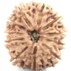 Super Collector 11 Mukhi Rudraksha - Nepal