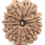 Super Collector 11 Mukhi Rudraksha - Nepal