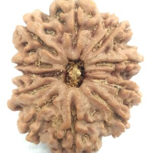 Super Collector 11 Mukhi Rudraksha - Nepal