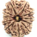 Super Collector 11 Mukhi Rudraksha - Nepal