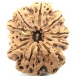 Super Collector 11 Mukhi Rudraksha - Nepal