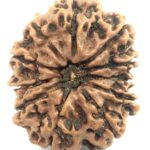 Super Collector 11 Mukhi Rudraksha - Nepal