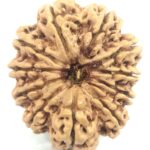 Super Collector 11 Mukhi Rudraksha - Nepal