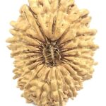 19 Mukhi Rudraksha - Nepal - 26.52 mm