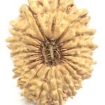 19 Mukhi Rudraksha - Nepal