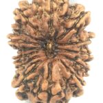 Collector 14 Mukhi Rudraksha - Nepal