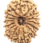 15 Mukhi Rudraksha - Nepal