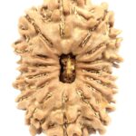 Collector 15 Mukhi Rudraksha - Nepal