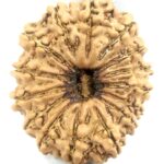 Collector 15 Mukhi Rudraksha - Nepal