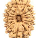 Collector 15 Mukhi Rudraksha - Nepal
