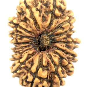 Collector 15 Mukhi Rudraksha - Nepal