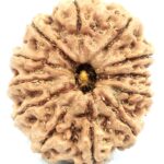 Collector 12 Mukhi Rudraksha