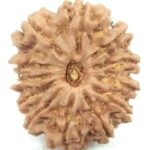 Collector 12 Mukhi Rudraksha
