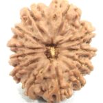 Collector 12 Mukhi Rudraksha
