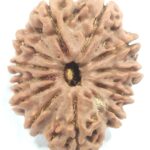 Collector 12 Mukhi Rudraksha