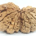 Super Collector Gauri Shankar Rudraksha - 11 Mukhi
