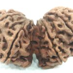Super Collector Gauri Shankar Rudraksha - 10 Mukhi
