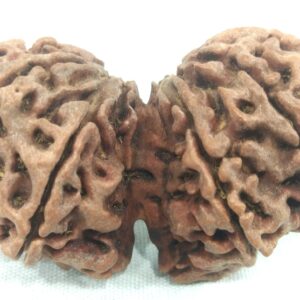 Super Collector Gauri Shankar Rudraksha - 10 Mukhi
