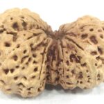 Super Collector Gauri Shankar Rudraksha - 13 Mukhi