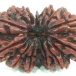 Super Collector Gauri Shankar Rudraksha - 13 Mukhi