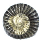 Golden Surya Laxmi Sudarshan Shaligram