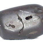 Govinda Shaligram / Rare Govinda Dashavtar Salagram